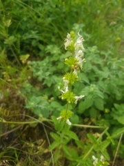 Stachys recta