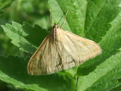 Sitochroa verticalis