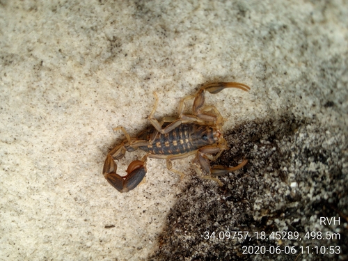 Striped Lesser-Thicktail Scorpion