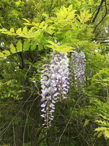 Japanese wisteria (Wisteria floribunda)