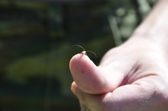 Leiopus femoratus
