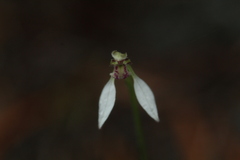 Eriochilus dilatatus