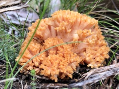 Ramaria anziana