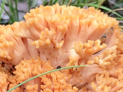 Ramaria anziana