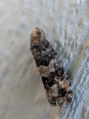 Eucopina tocullionana