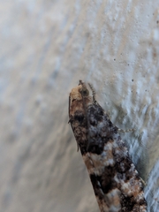 Eucopina tocullionana