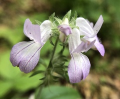 Collinsia multicolor