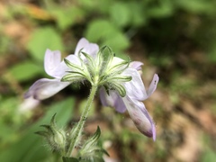 Collinsia multicolor