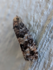 Eucopina tocullionana