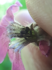 Microbotryum silenes-dioicae