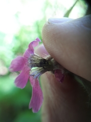 Microbotryum silenes-dioicae