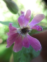 Microbotryum silenes-dioicae