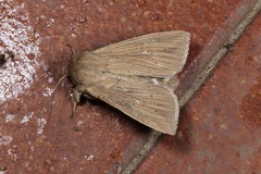 Mythimna congrua