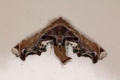 Eutelia pulcherrimus