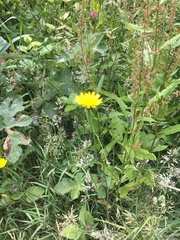 Hypochaeris radicata