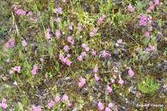 Silene scabriflora