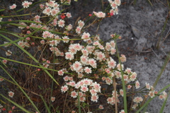 Actinodium cunninghamii