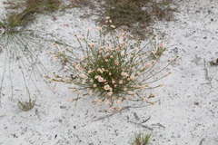 Actinodium cunninghamii