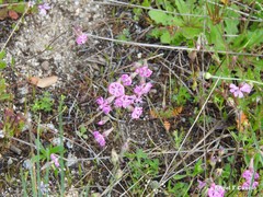 Silene scabriflora