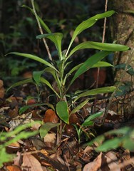 Dracaena spicata