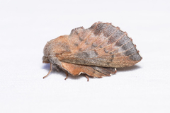 Phyllodesma ilicifolia