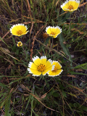 Layia platyglossa