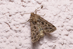 Sideridis reticulata