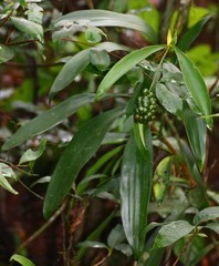 Dracaena spicata