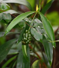 Dracaena spicata