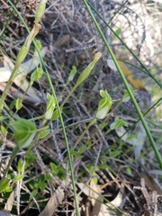 Pterostylis ectypha