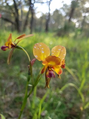 Diuris corymbosa