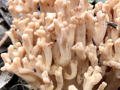 Ramaria capitata