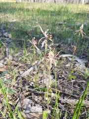 Caladenia barbarossa