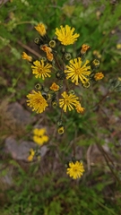 Asteraceae