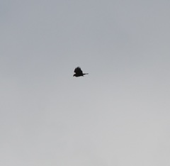 Buteo buteo rothschildi