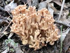 Ramaria capitata