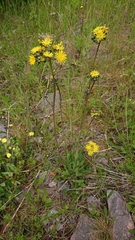 Asteraceae