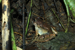 Limnonectes macrodon