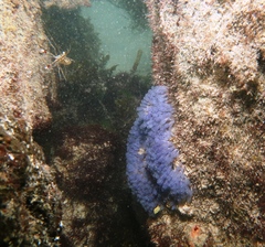 Clavelina moluccensis