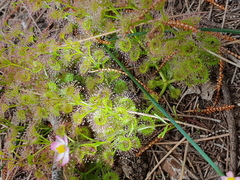 Drosera stolonifera