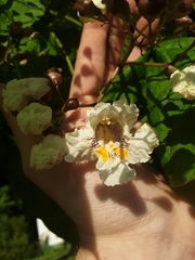 Catalpa speciosa