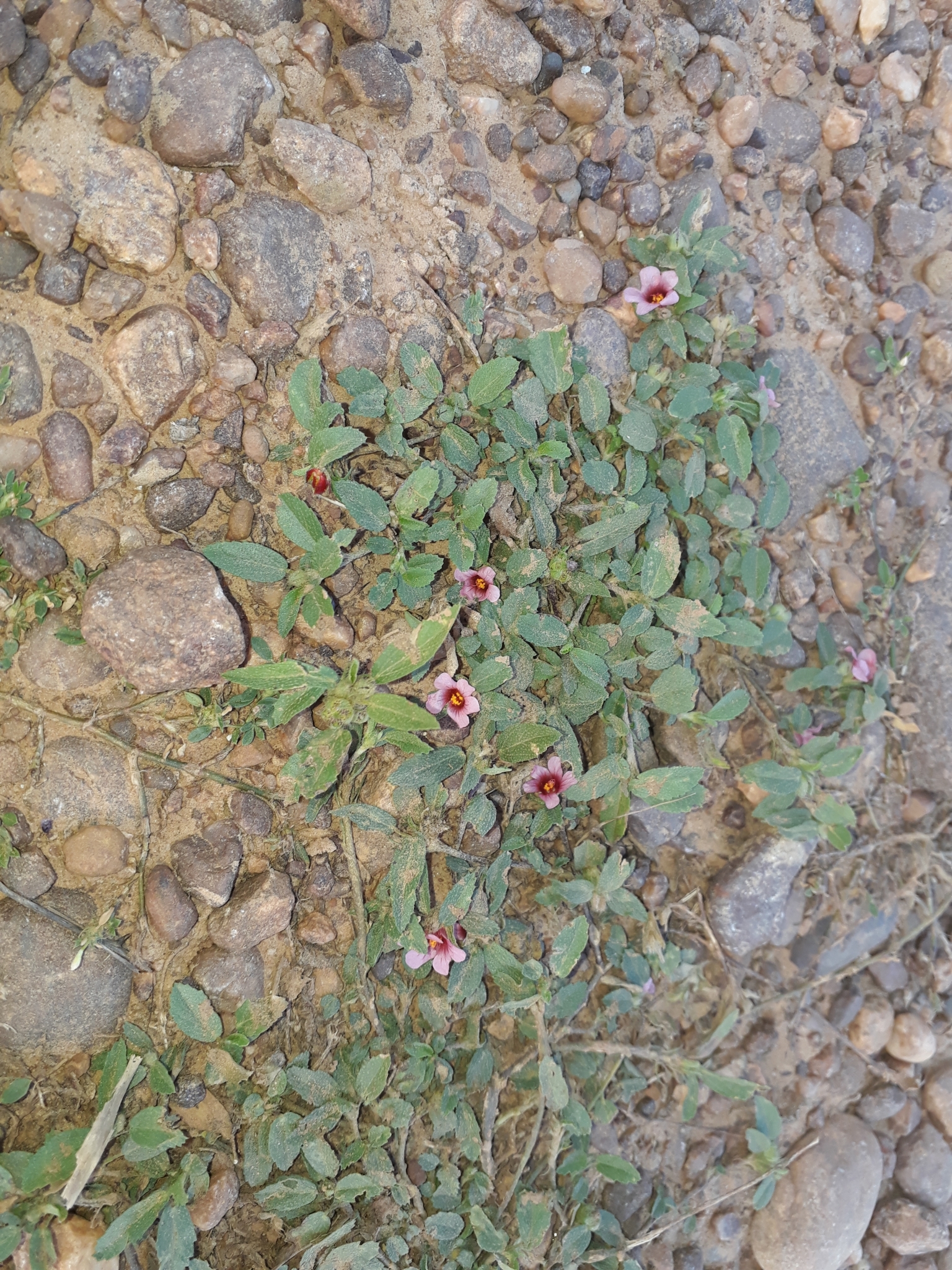 Sida castanocarpa
