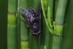 Hybomitra bimaculata