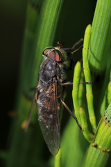 Hybomitra bimaculata