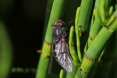 Hybomitra bimaculata