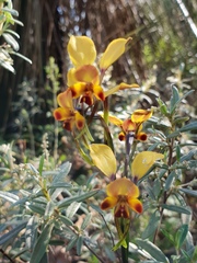 Diuris brumalis