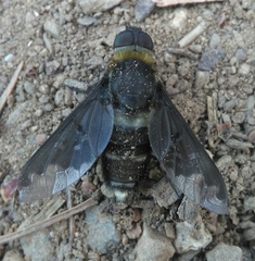 Hemipenthes velutina