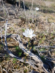 Drosera heterophylla