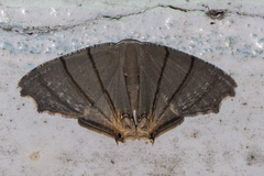 Orudiza protheclaria