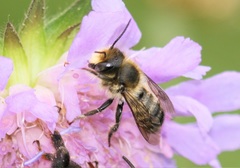 Megachile
